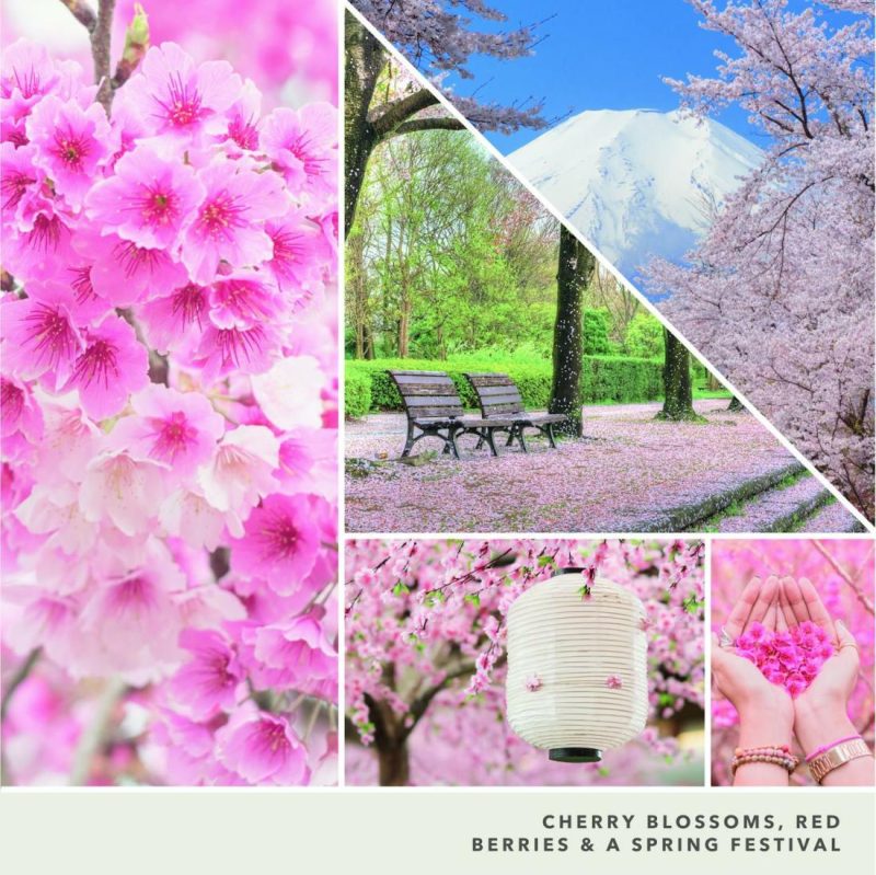 Signature Candles | Sakura Blossom Festival Candles Signature Candles